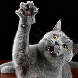 A black or grey cat with it teeth bared and right paw raised as if to attack.